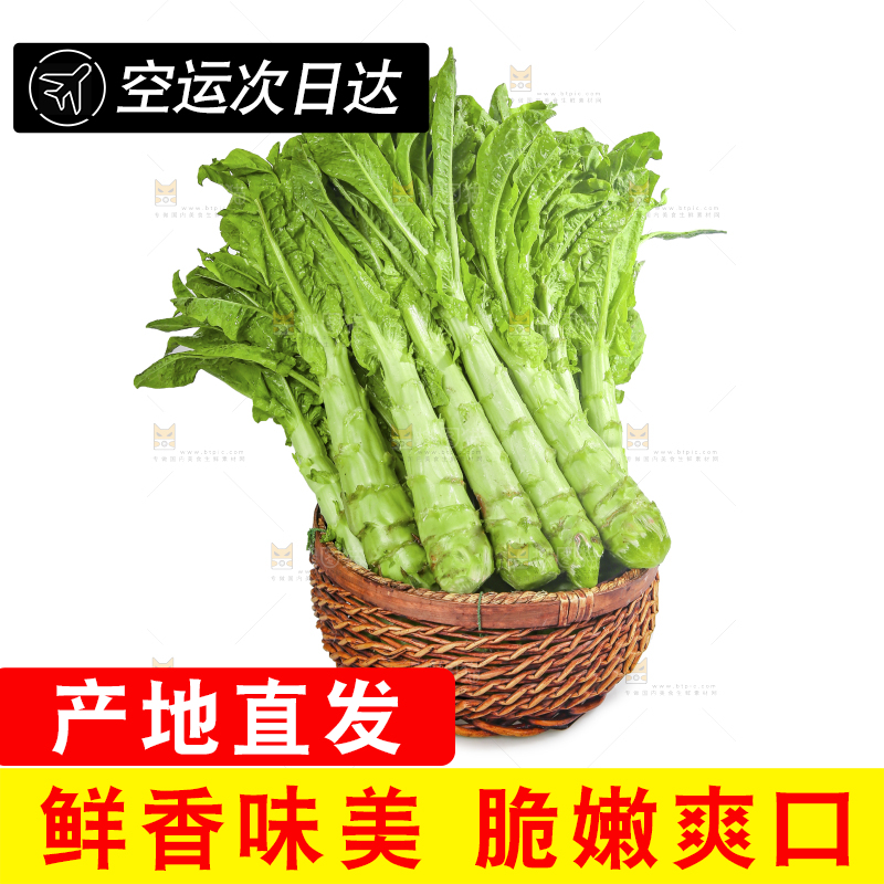 白底上的新鲜莴笋