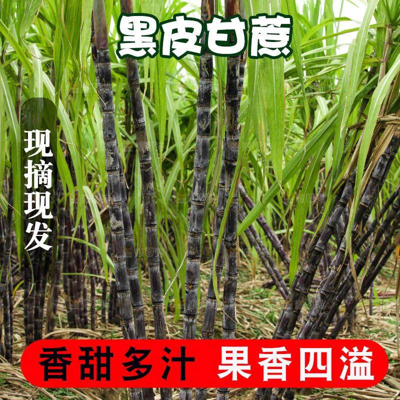 地里的黑皮甘蔗