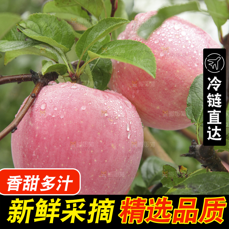 树上的条纹苹果