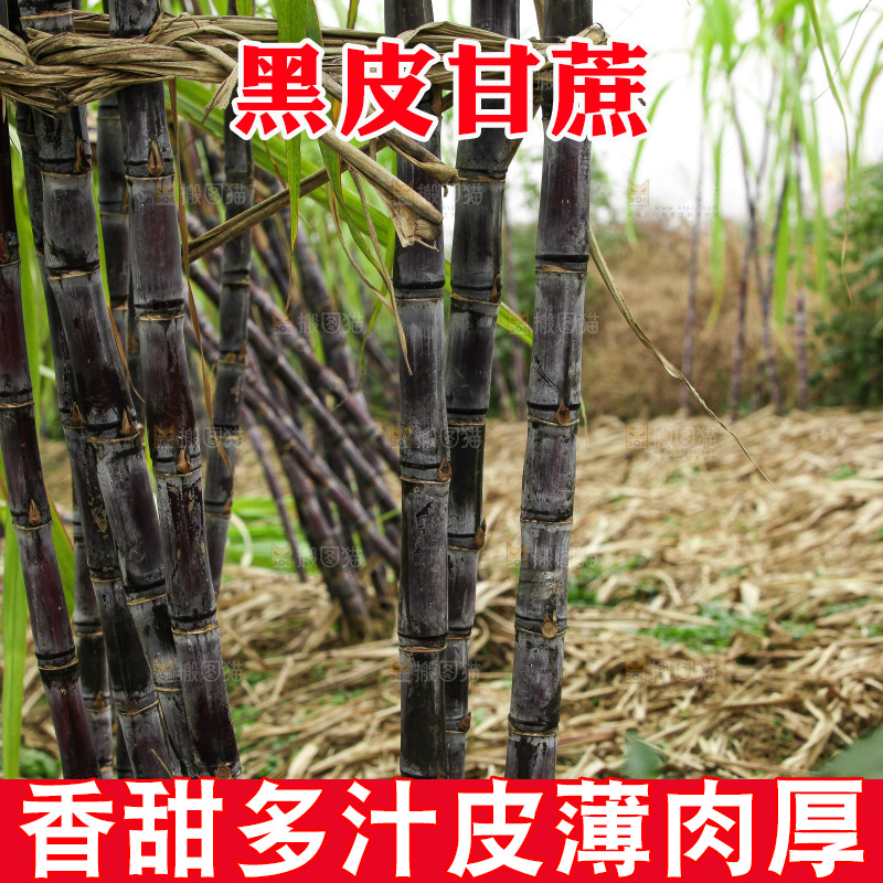 地里的黑皮甘蔗