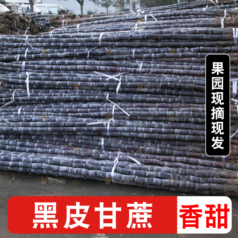 地里的黑皮甘蔗