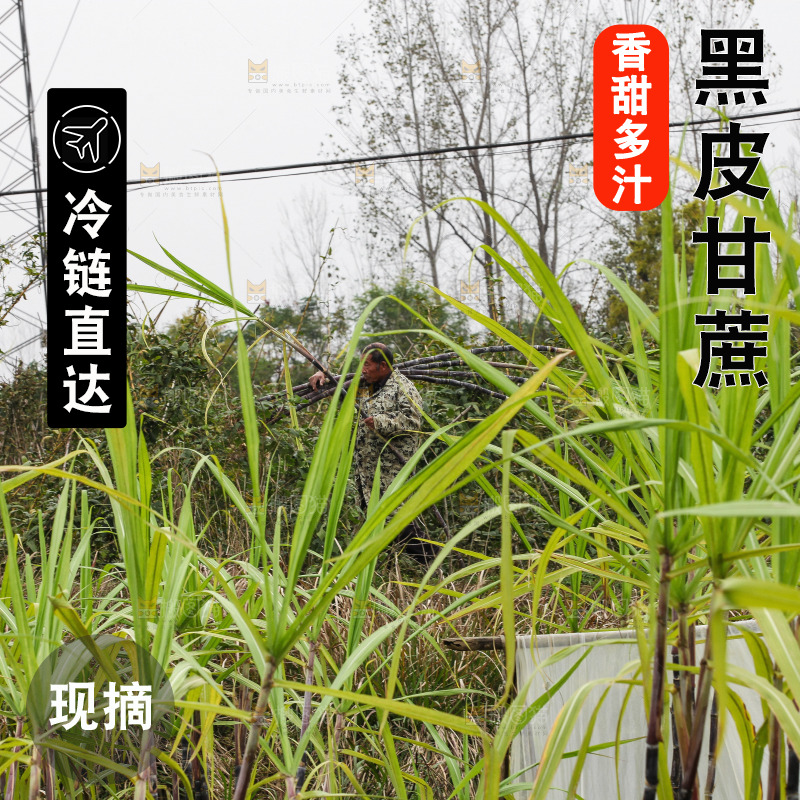 地里的黑皮甘蔗