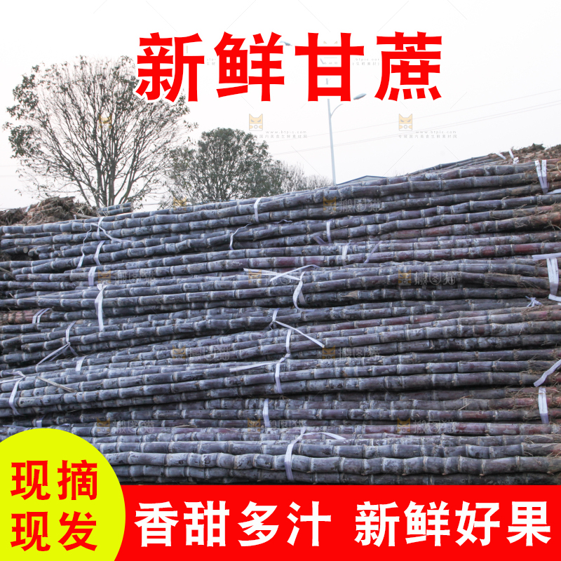 地里的黑皮甘蔗