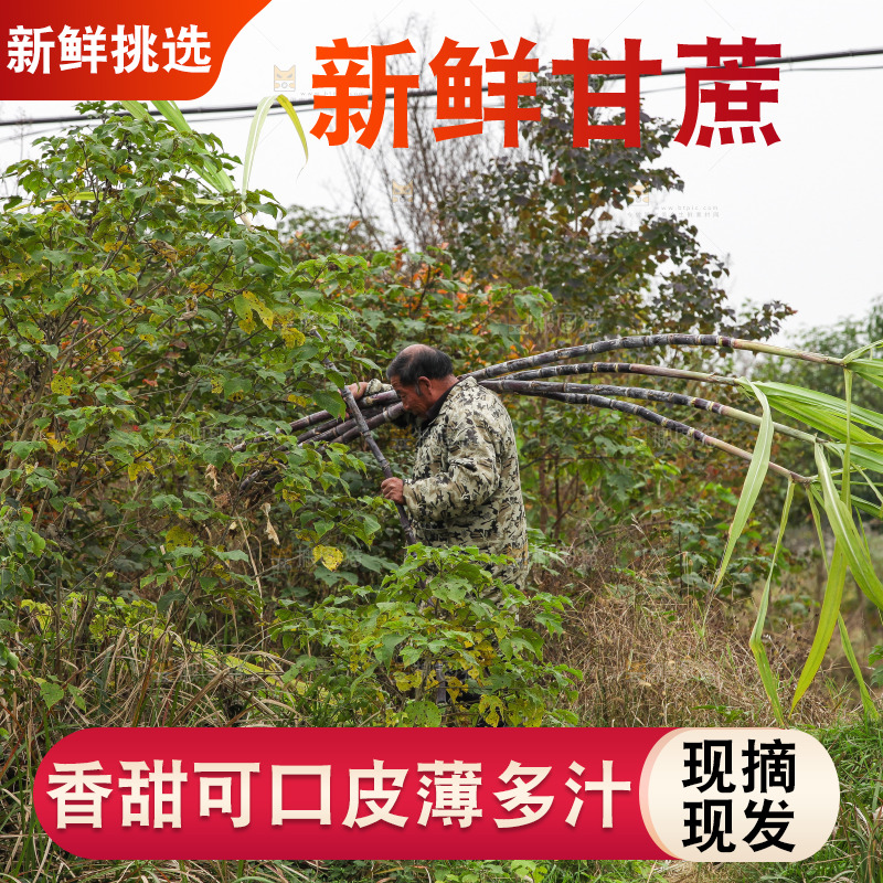 地里的黑皮甘蔗