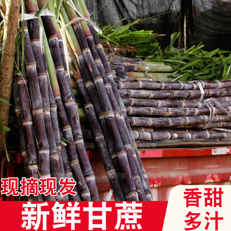 地里的黑皮甘蔗