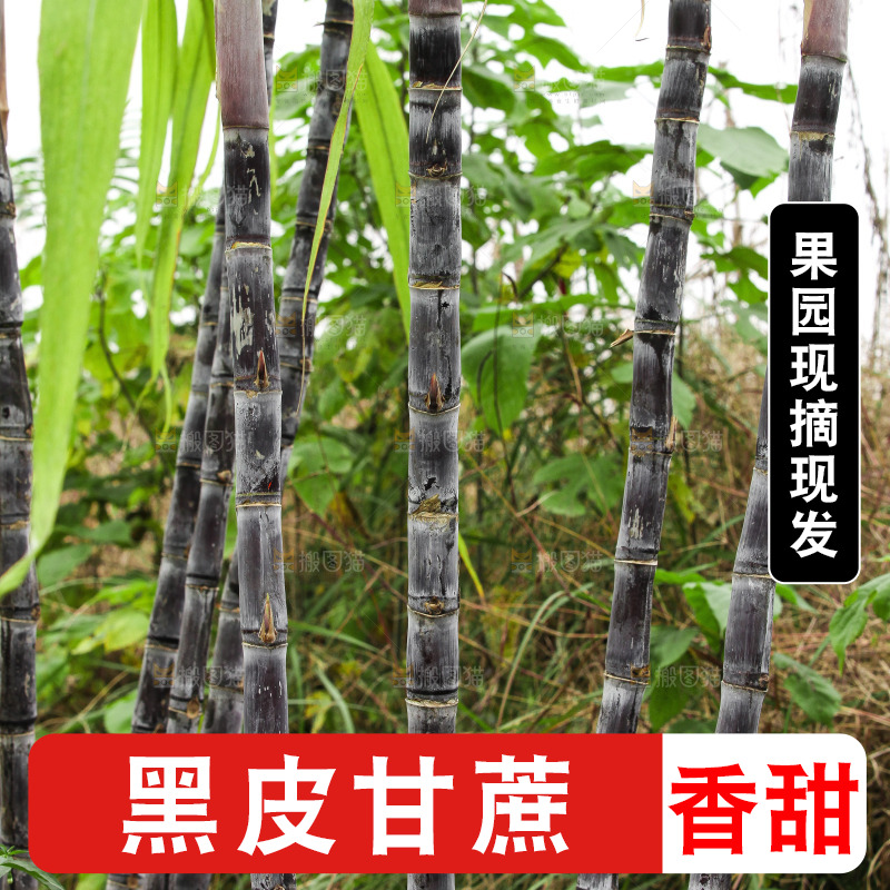 地里的黑皮甘蔗