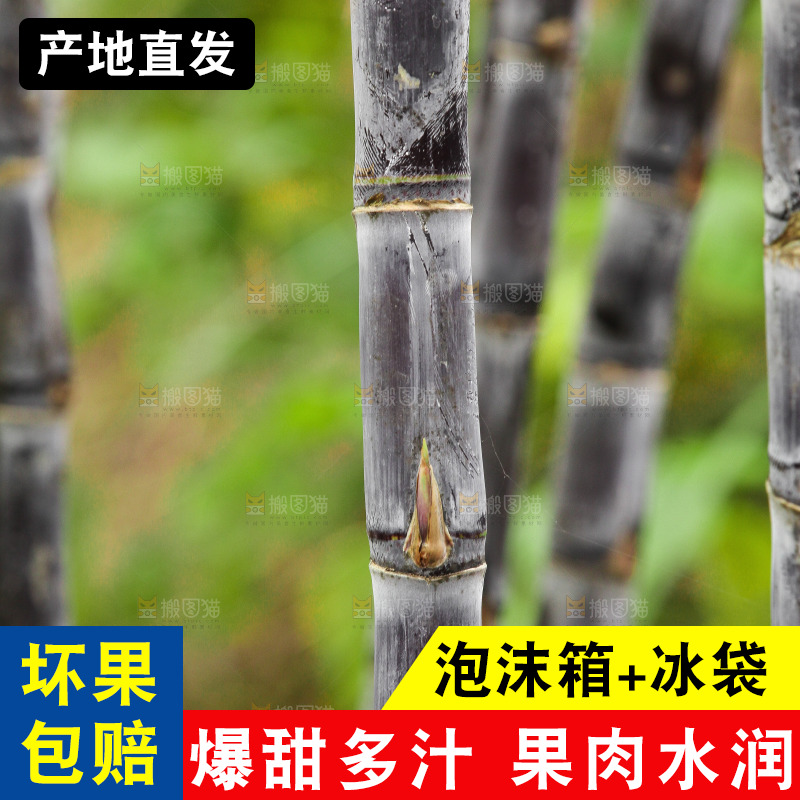 地里的黑皮甘蔗