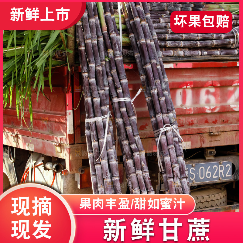地里的黑皮甘蔗