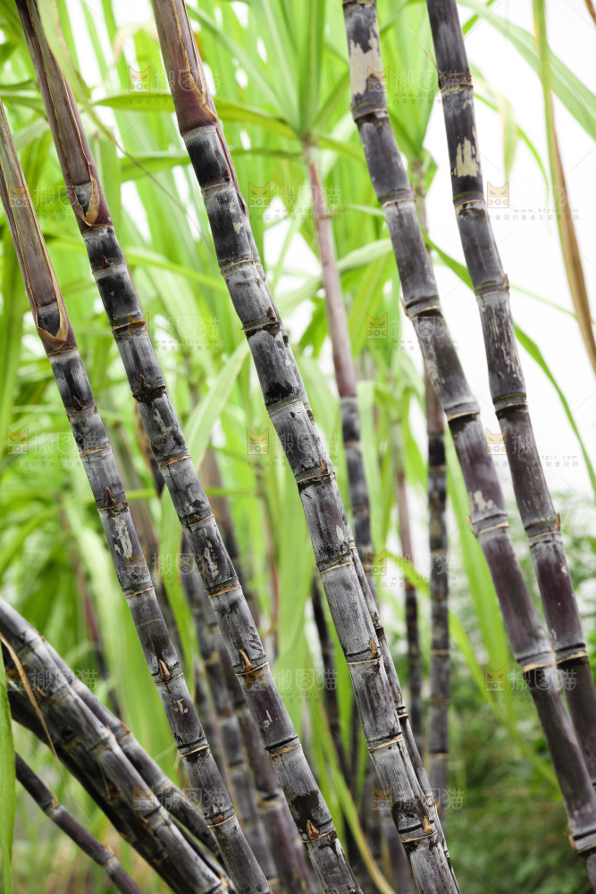 地里的黑皮甘蔗