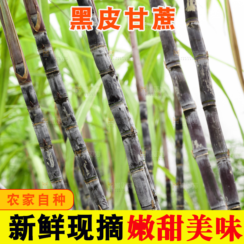 地里的黑皮甘蔗