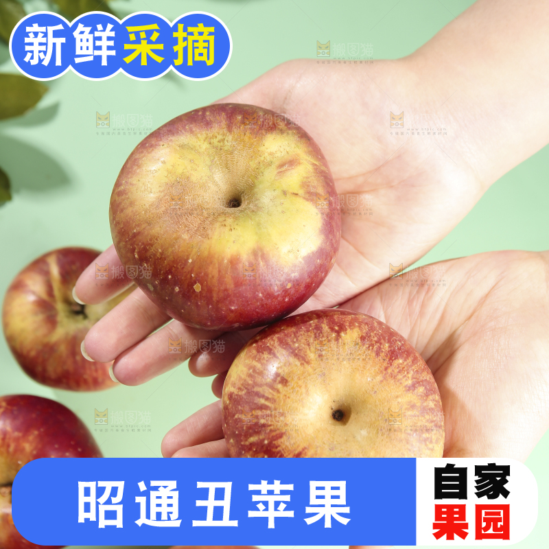 浅底上的昭通丑苹果