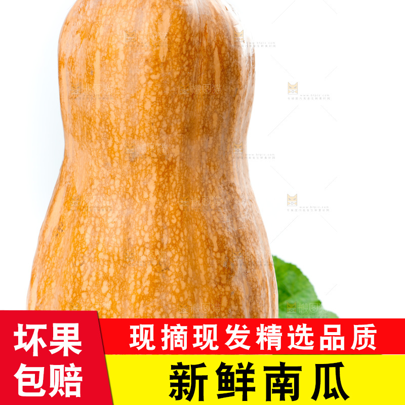 白底上的老南瓜