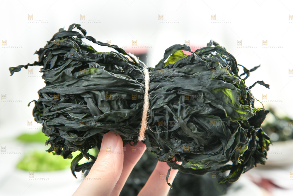 浅底上的裙带菜
