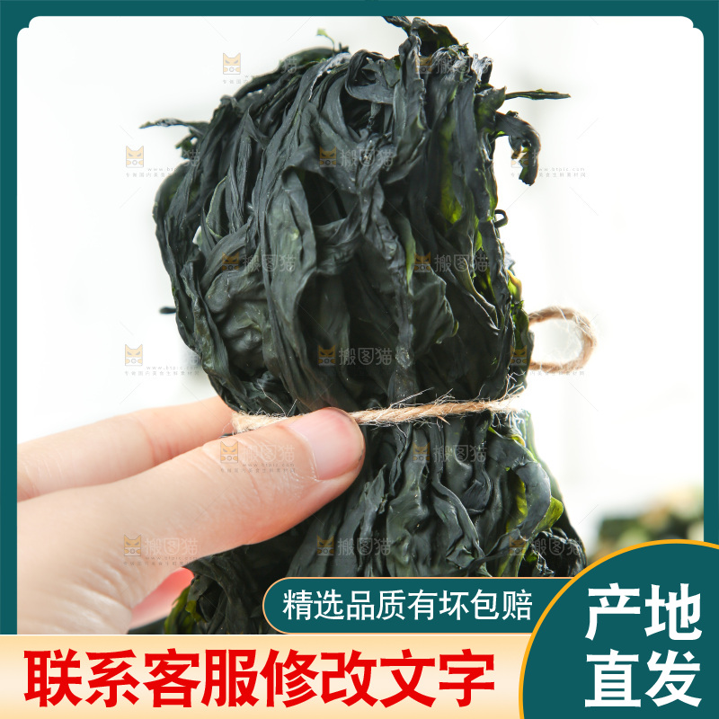 浅底上的裙带菜