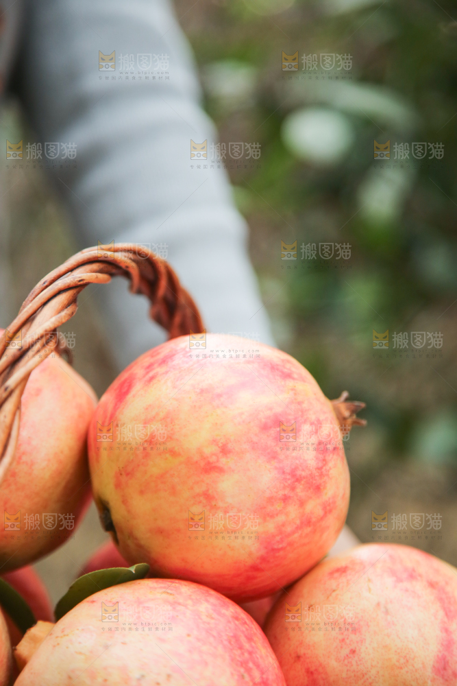 手里拿着突尼斯石榴