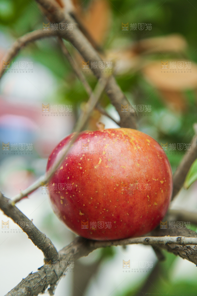 手里拿着昭通丑苹果