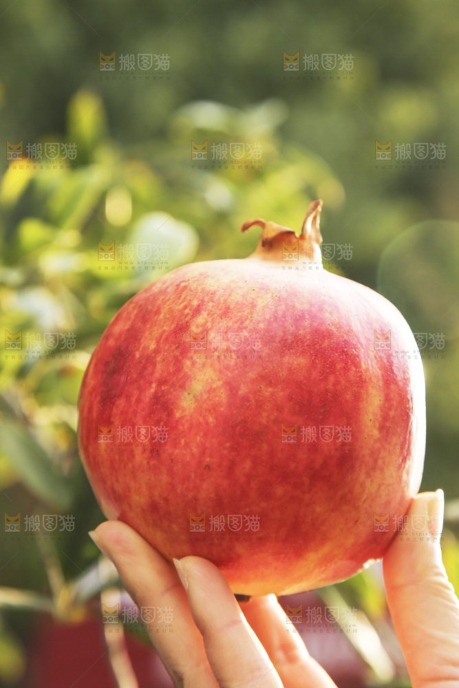 手里拿着突尼斯石榴