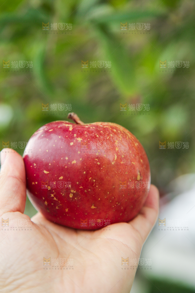 手里拿着昭通丑苹果