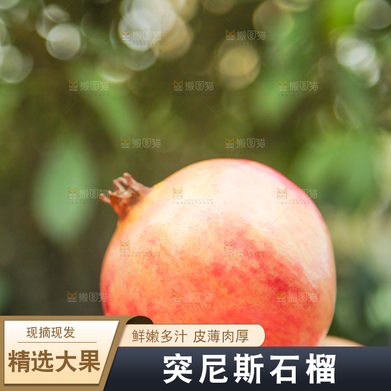 手里拿着突尼斯石榴