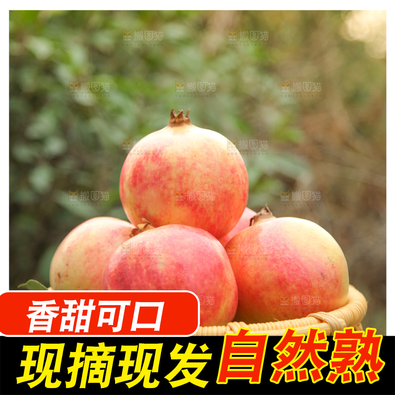 手里拿着突尼斯石榴