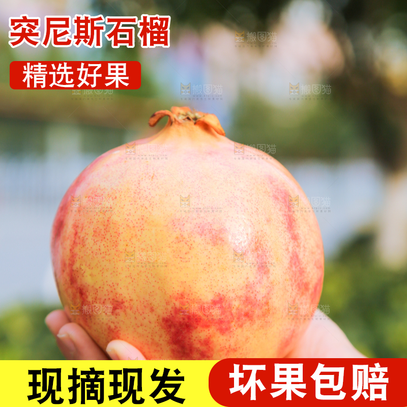 手里拿着突尼斯石榴