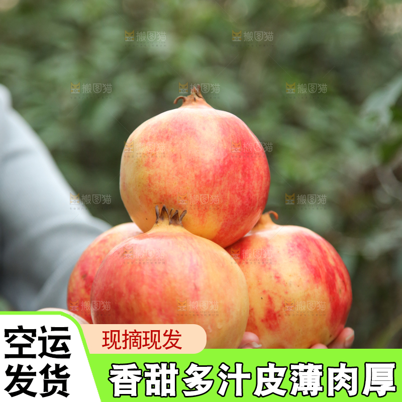 手里拿着突尼斯石榴