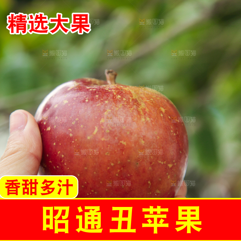 手里拿着昭通丑苹果