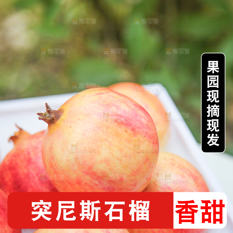 手里拿着突尼斯石榴