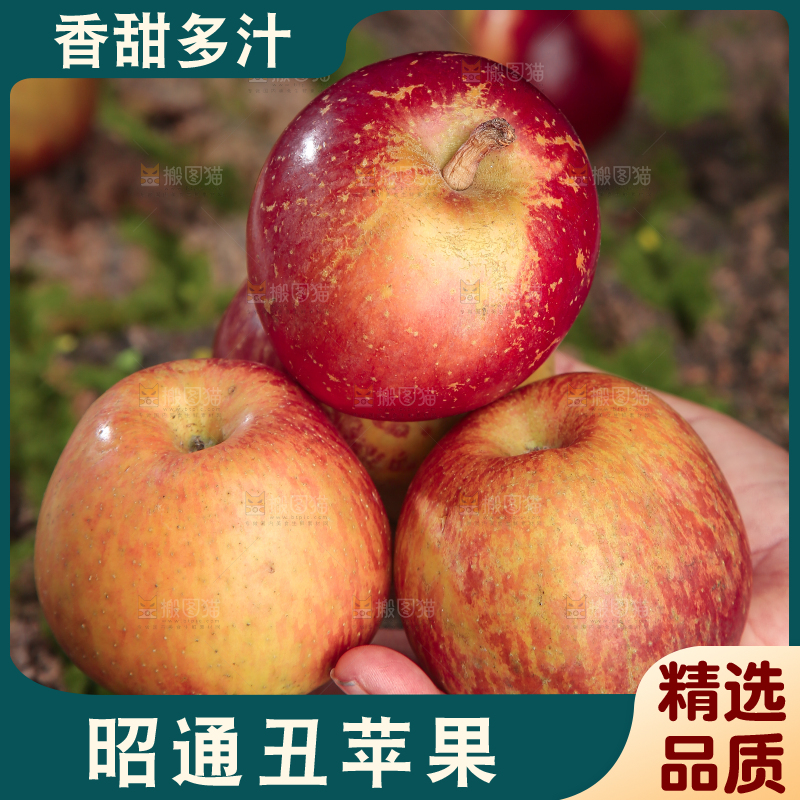 手里拿着昭通丑苹果
