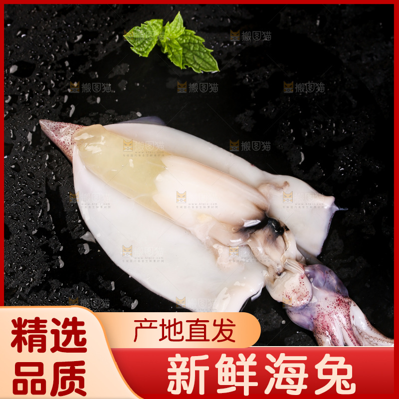 黑底上的海兔