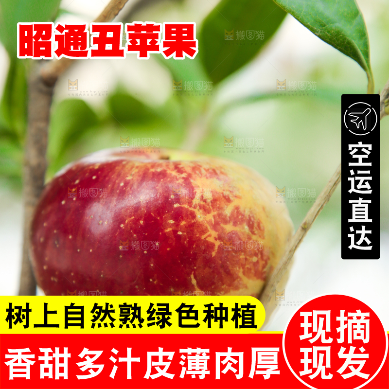 手里拿着昭通丑苹果