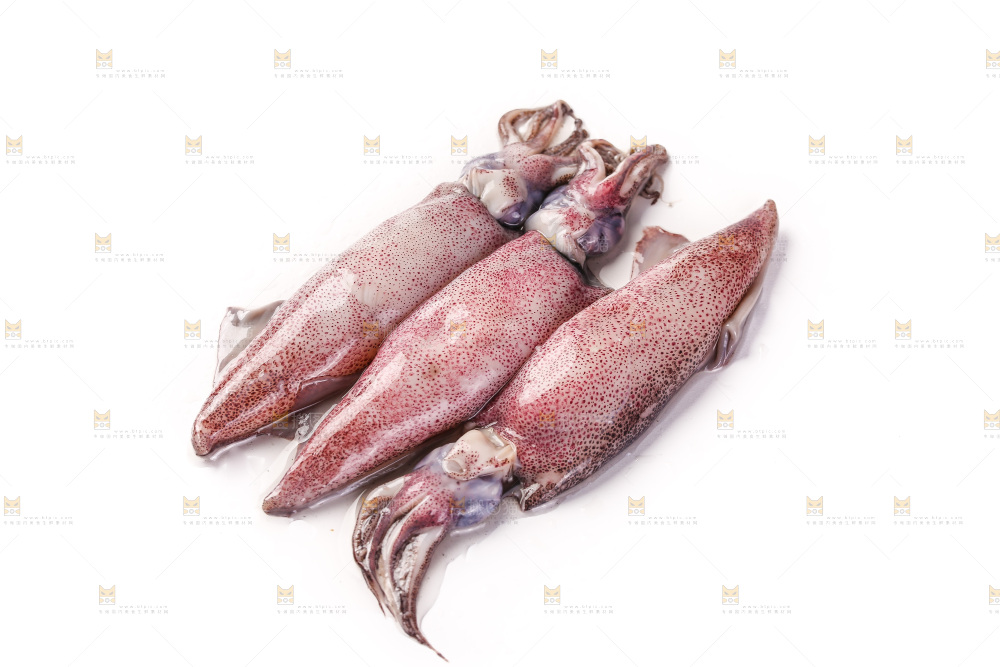 白底上的海兔
