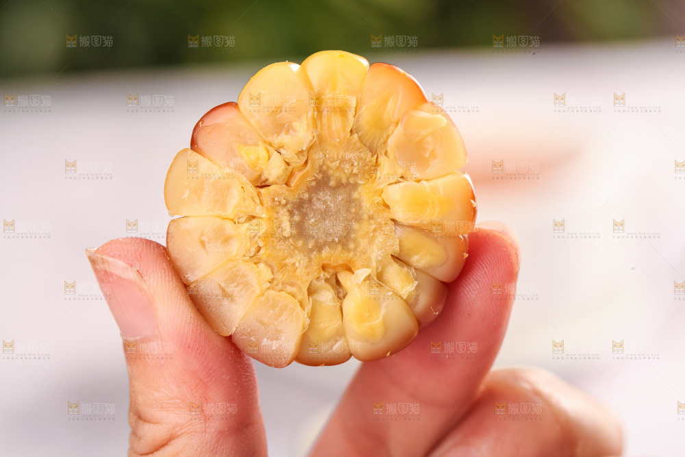 浅底上的小花糯玉米