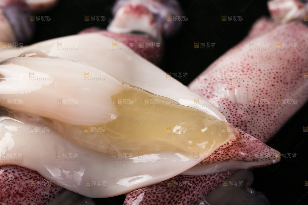 白底上的海兔
