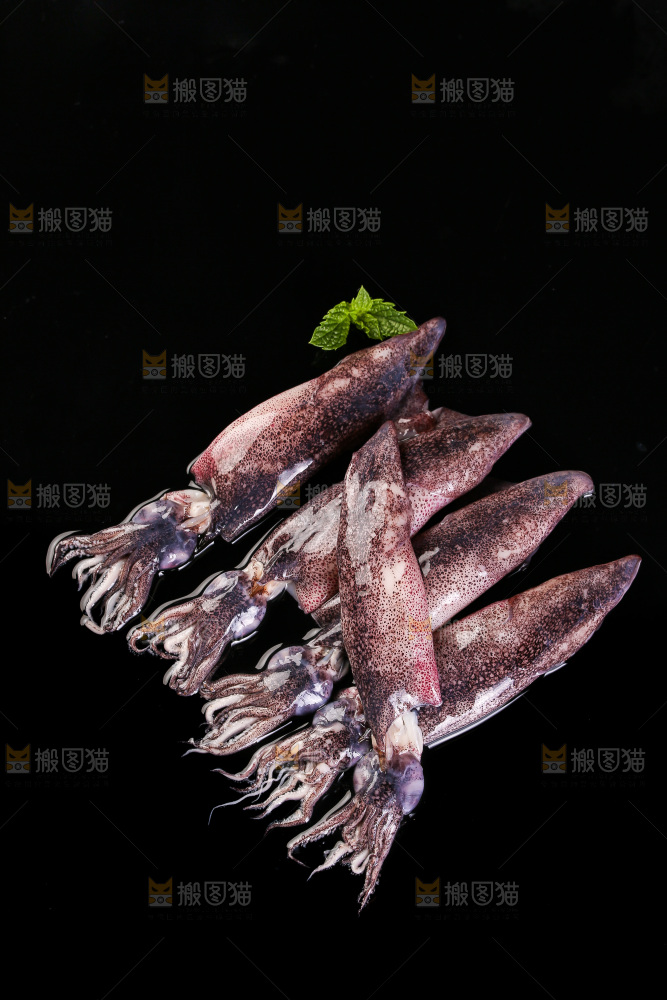 黑底上的海兔