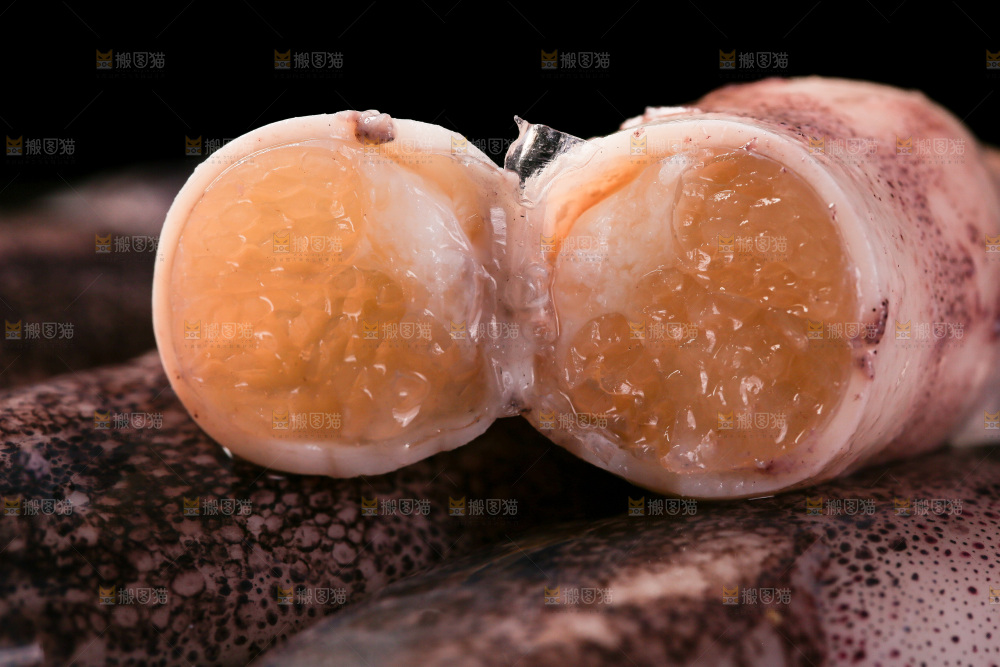 黑底上的海兔