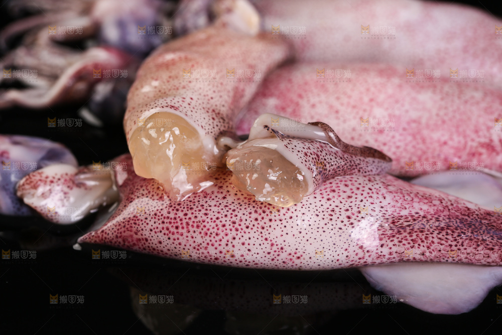 黑底上的海兔