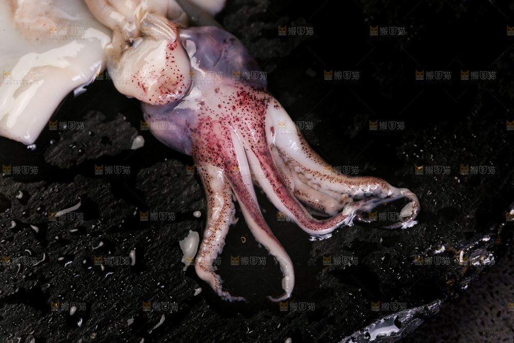 黑底上的海兔