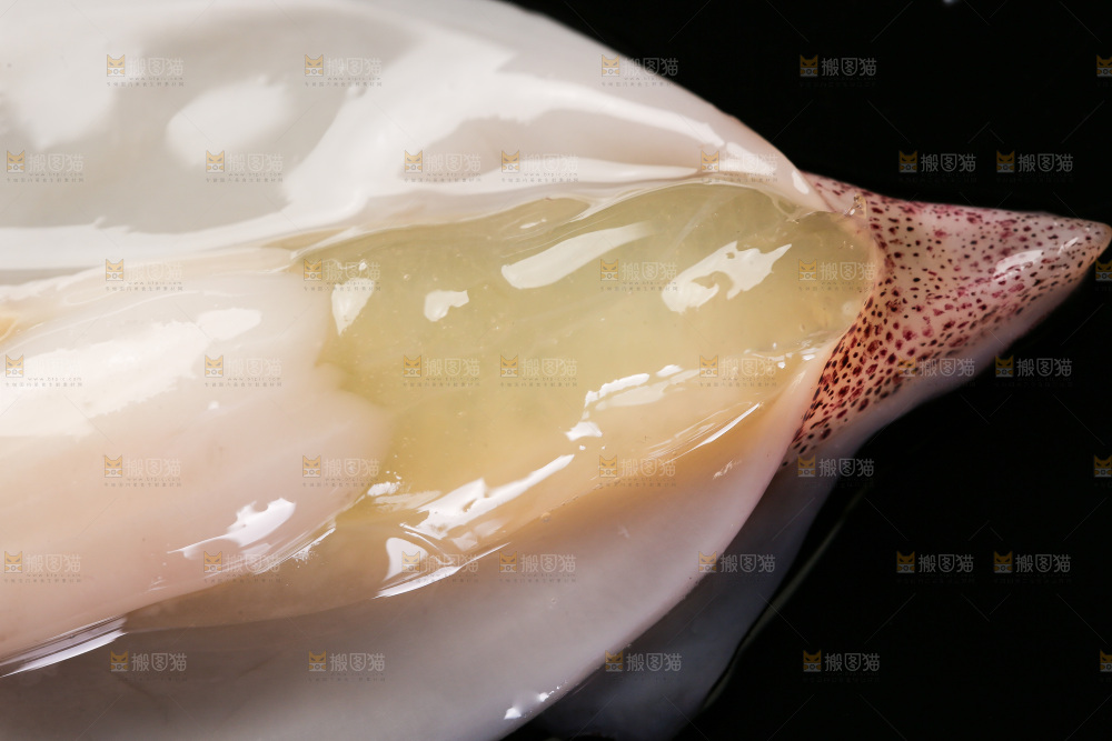 黑底上的海兔
