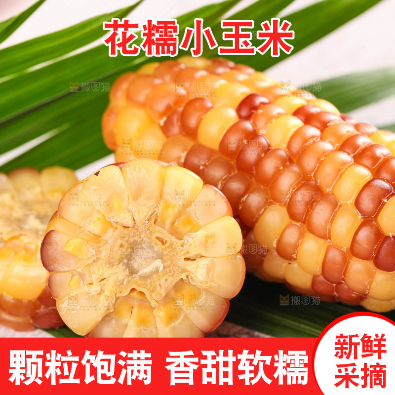 浅底上的小花糯玉米
