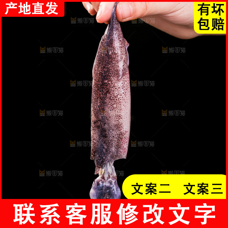 黑底上的海兔