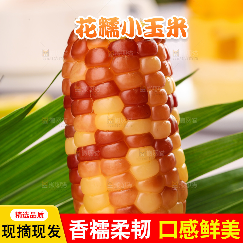 浅底上的小花糯玉米