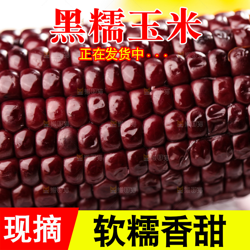 浅底上的黑糯玉米