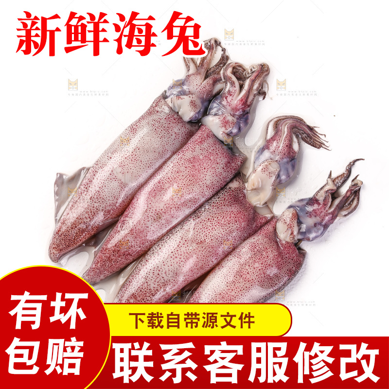 白底上的海兔