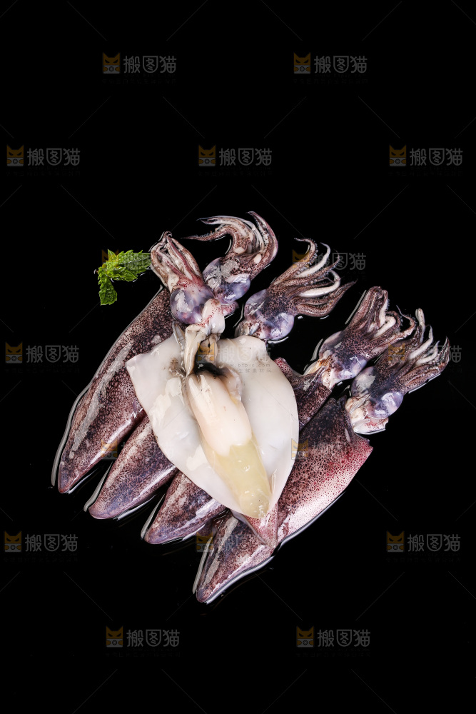 黑底上的海兔