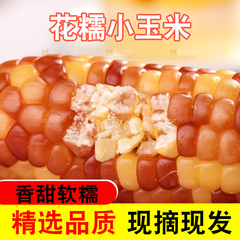 浅底上的小花糯玉米