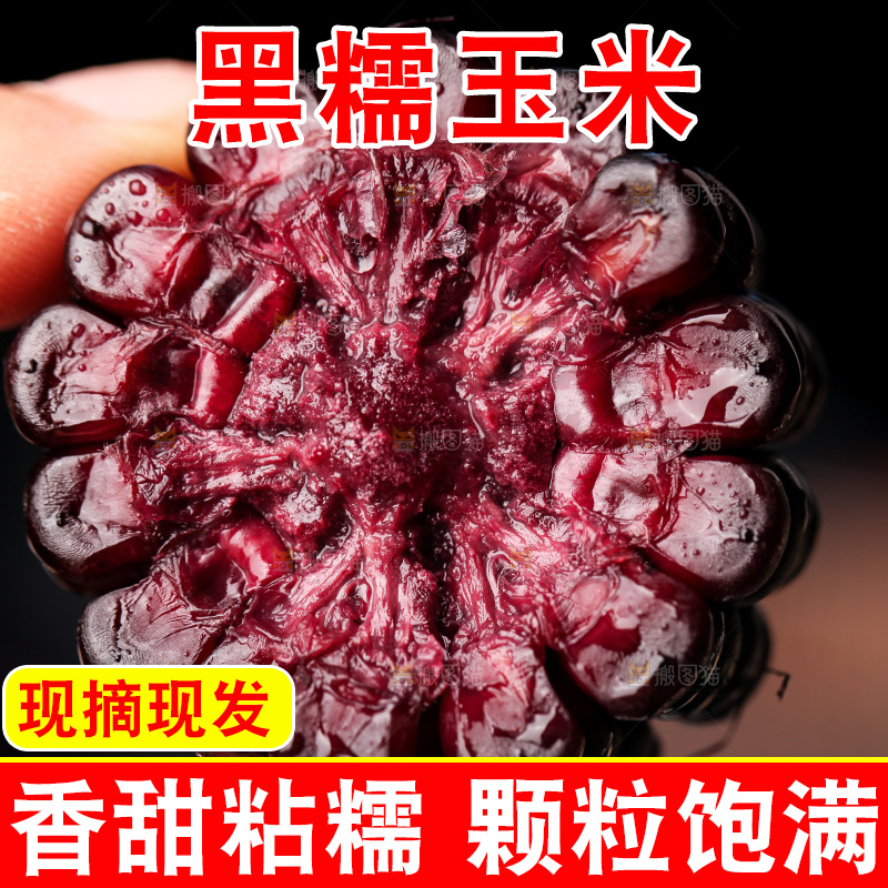 浅底上的黑糯玉米