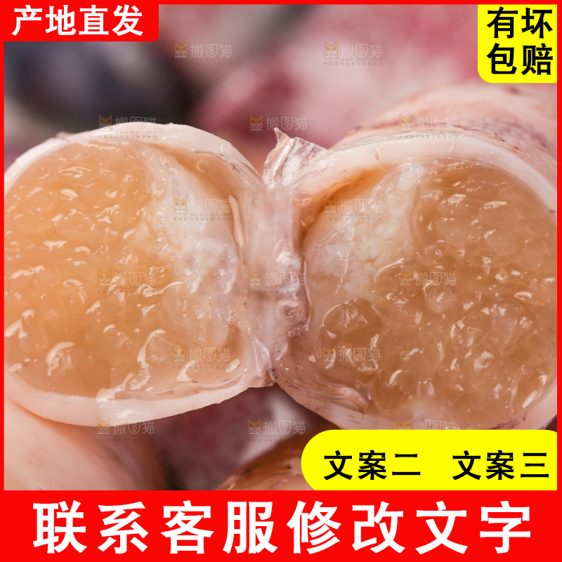 白底上的海兔