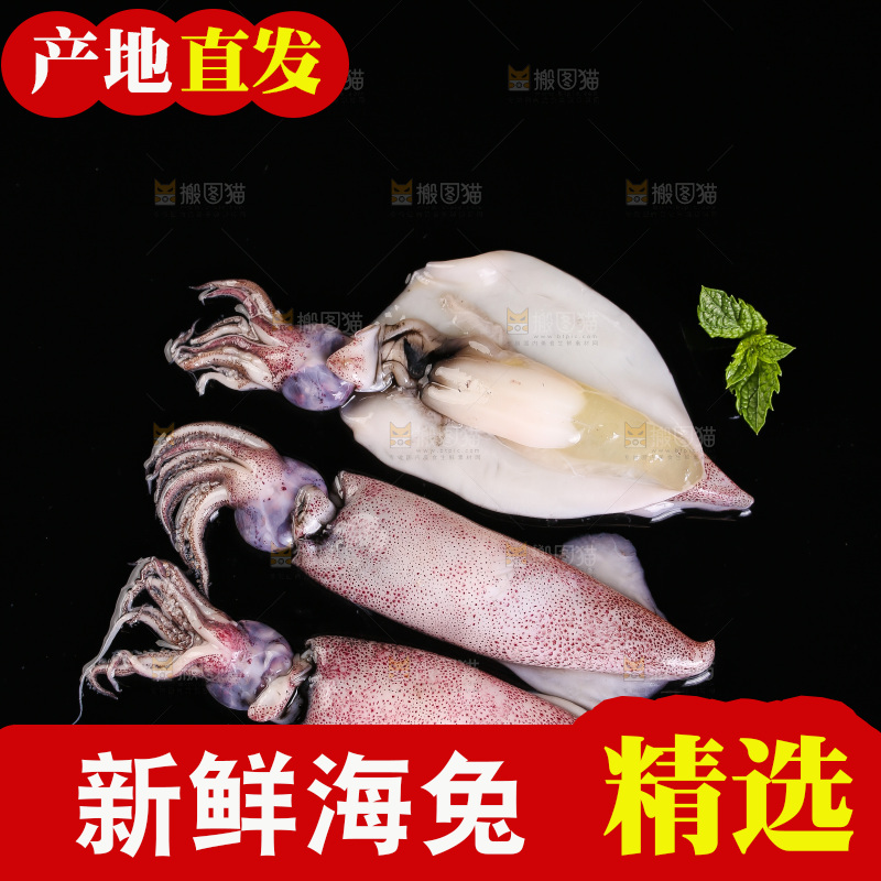 黑底上的海兔