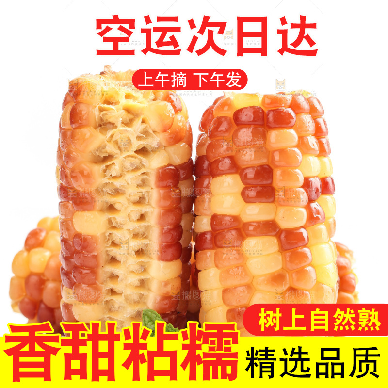 白底上的小花糯玉米